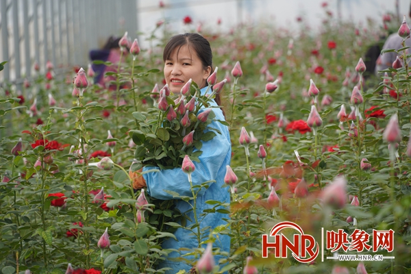 大棚玫瑰种植花技术与管理_大棚玫瑰花种植技术_大棚玫瑰花种植方法与技巧