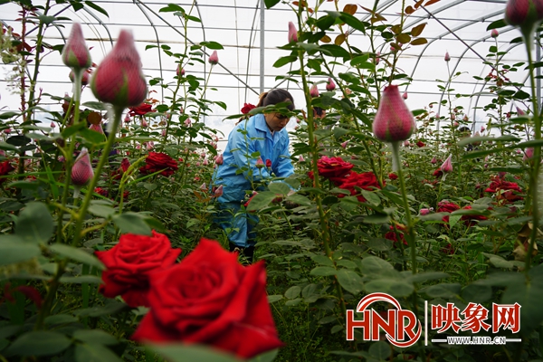 大棚玫瑰种植花技术与管理_大棚玫瑰花种植技术_大棚玫瑰花种植方法与技巧