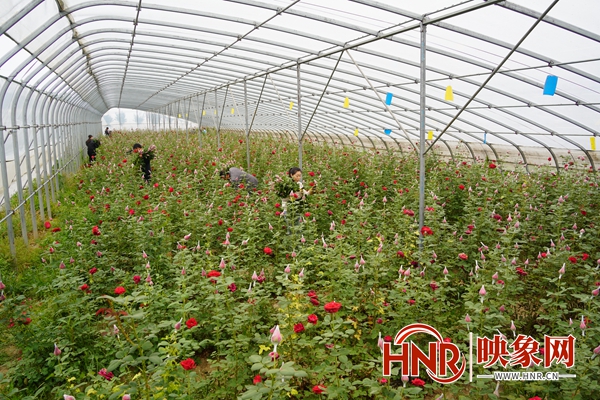 大棚玫瑰花种植技术_大棚玫瑰花种植方法与技巧_大棚玫瑰种植花技术与管理