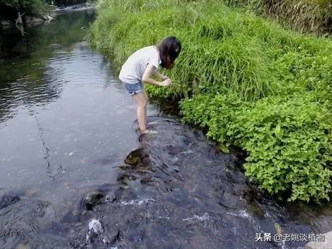 野芹菜种植技术视频播放_野生芹菜怎么种植_野生水芹菜种植技术