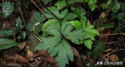 野生水芹菜种植技术_野生芹菜怎么种植_野芹菜种植技术视频播放