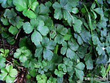 野生芹菜怎么种植_野芹菜种植技术视频播放_野生水芹菜种植技术