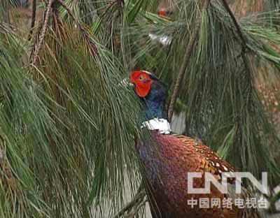 山鸡养殖场_本地山鸡怎么养殖技术_养殖山鸡前景怎么样