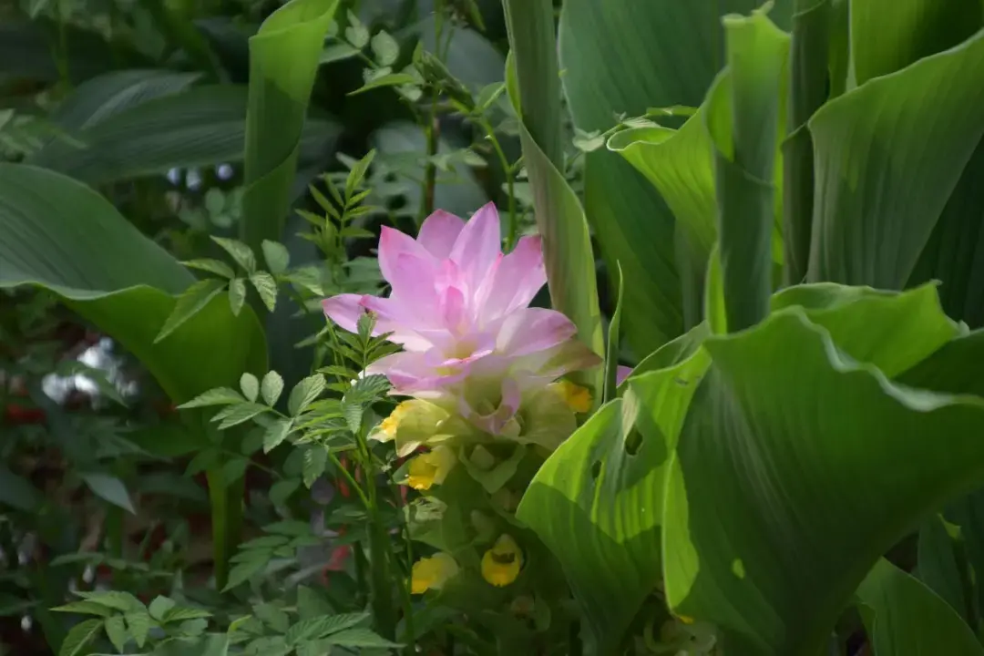 致富骗局种植芦笋是真的吗_致富骗局种植芦笋犯法吗_芦笋种植骗局致富