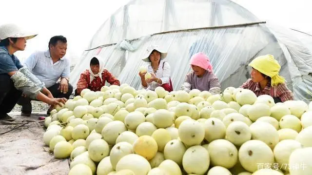 面瓜种子_种面瓜怎样管理_面瓜的种植技术