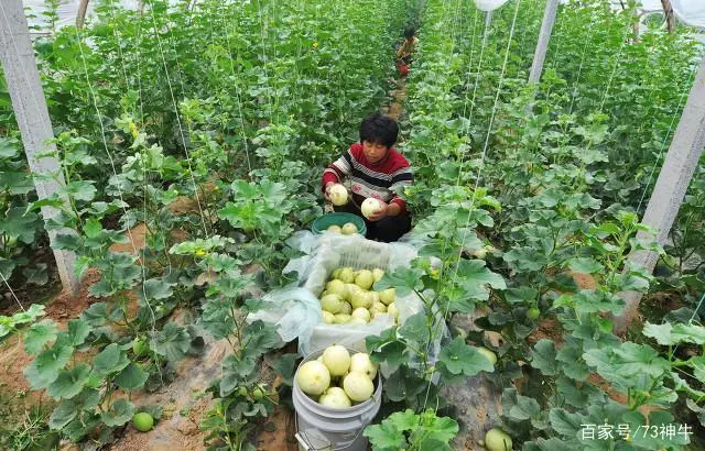 面瓜的种植技术_面瓜种子_种面瓜怎样管理