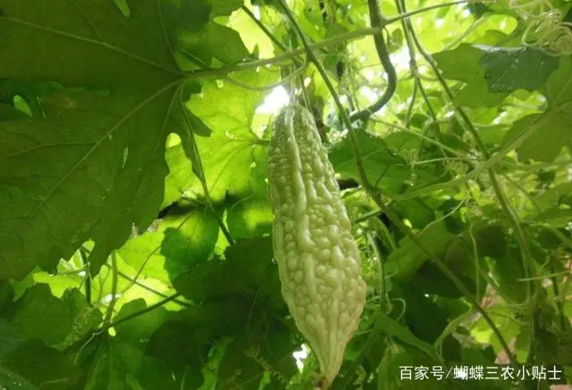 苦瓜种植时间和生长期_苦瓜种植技术生长期_苦瓜生长种植期技术管理