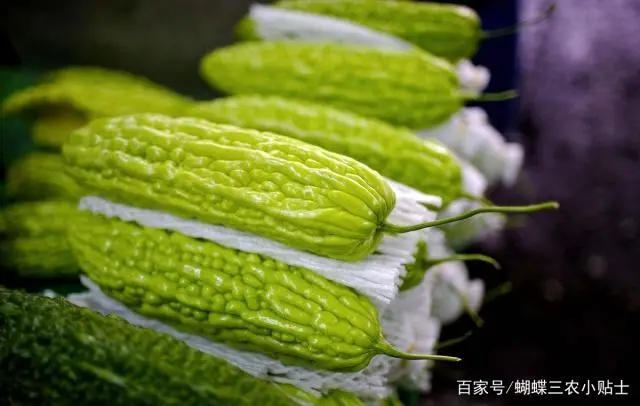 苦瓜种植技术生长期_苦瓜生长种植期技术管理_苦瓜种植时间和生长期