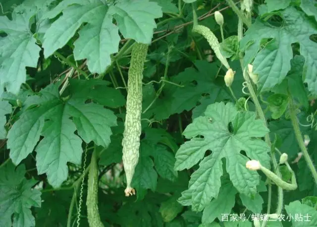 苦瓜种植技术生长期_苦瓜生长种植期技术管理_苦瓜种植时间和生长期