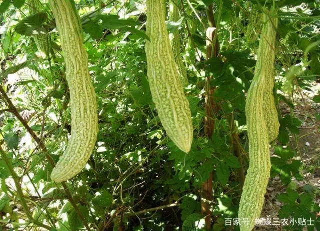 苦瓜生长种植期技术管理_苦瓜种植技术生长期_苦瓜种植时间和生长期