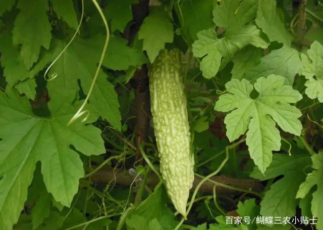 苦瓜种植技术生长期_苦瓜种植时间和生长期_苦瓜生长种植期技术管理