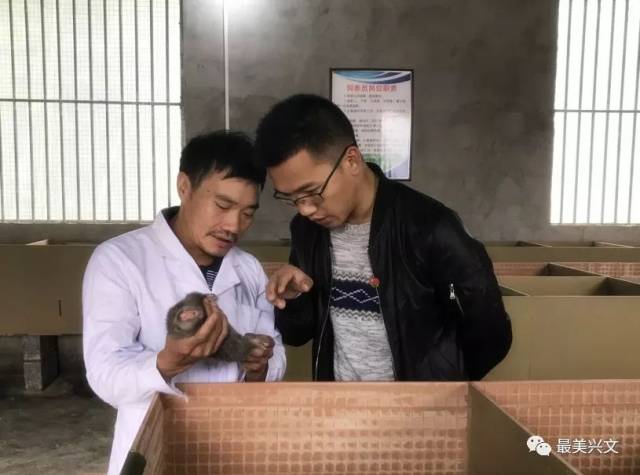 竹溜养殖吃什么_竹溜是什么药效_竹溜养殖技术