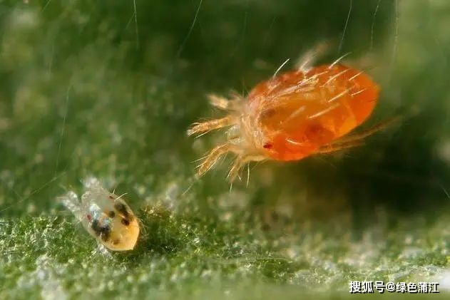 酵素种植致富项目_酵素养猪致富经节目_致富酵素种植项目有哪些