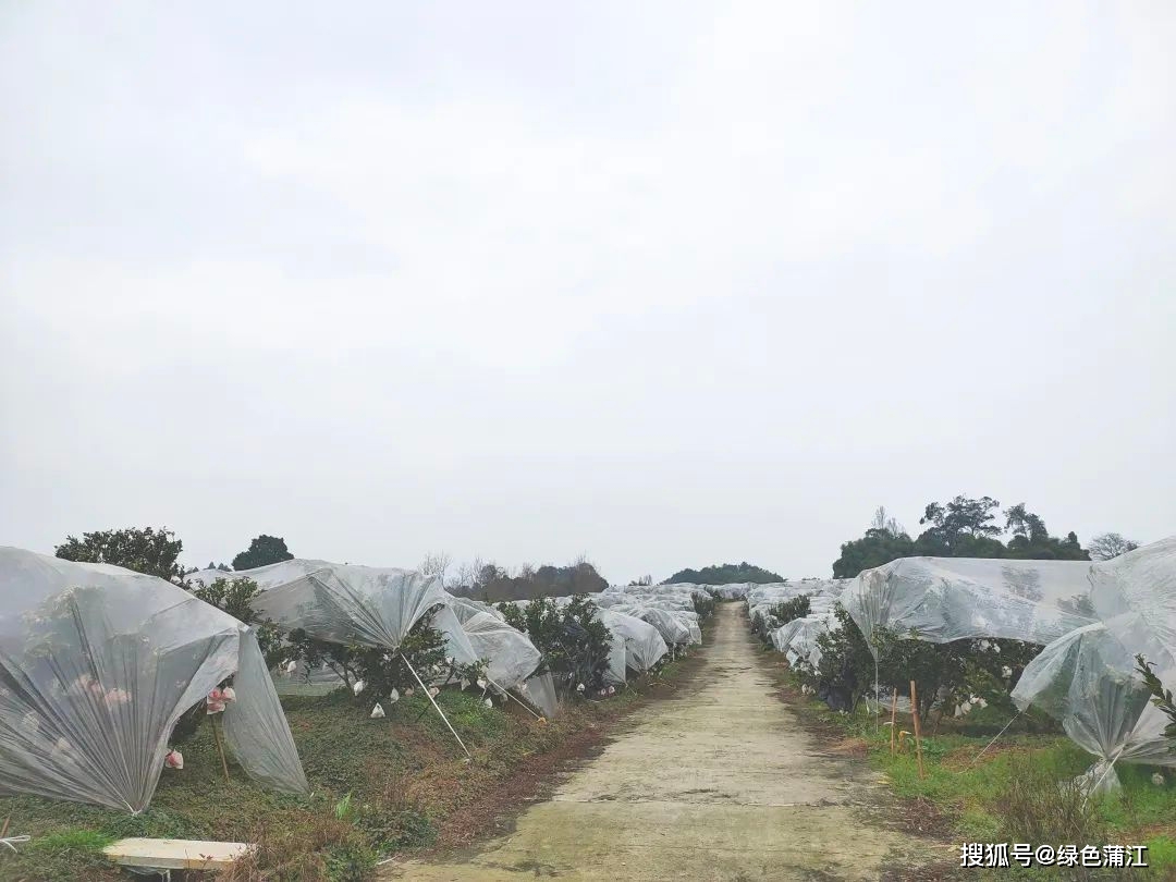 酵素养猪致富经节目_酵素种植致富项目_致富酵素种植项目有哪些