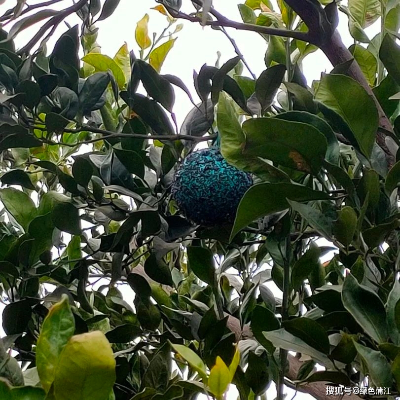 酵素种植致富项目_致富酵素种植项目有哪些_酵素养猪致富经节目