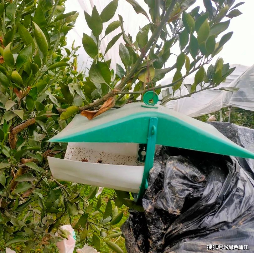 致富酵素种植项目有哪些_酵素养猪致富经节目_酵素种植致富项目