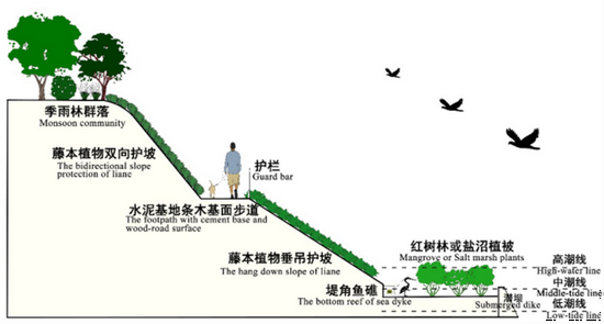 生态海堤主体模式剖面图