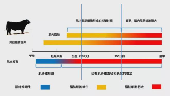 养殖方案指导肉羊技术怎么写_养殖方案指导肉羊技术有哪些_肉羊养殖技术指导方案