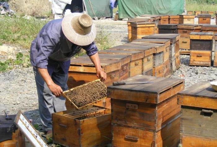 诱蜂成功，怎么养野蜂才不会飞逃？老蜂农：有4点要注意