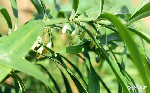 种姜技术咨询技术视频_大姜如何种植技术_种植姜的技术