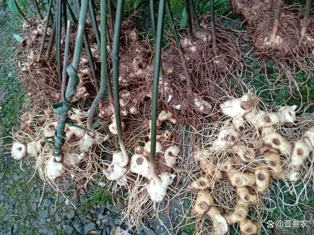 种植姜的技术_种姜技术咨询技术视频_大姜如何种植技术