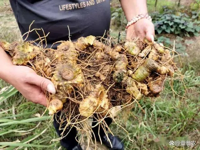 大姜如何种植技术_种植姜的技术_种姜技术咨询技术视频