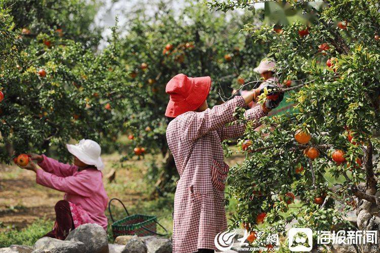 红参种植致富新闻_种植红参的功效_红参种植土地的要求