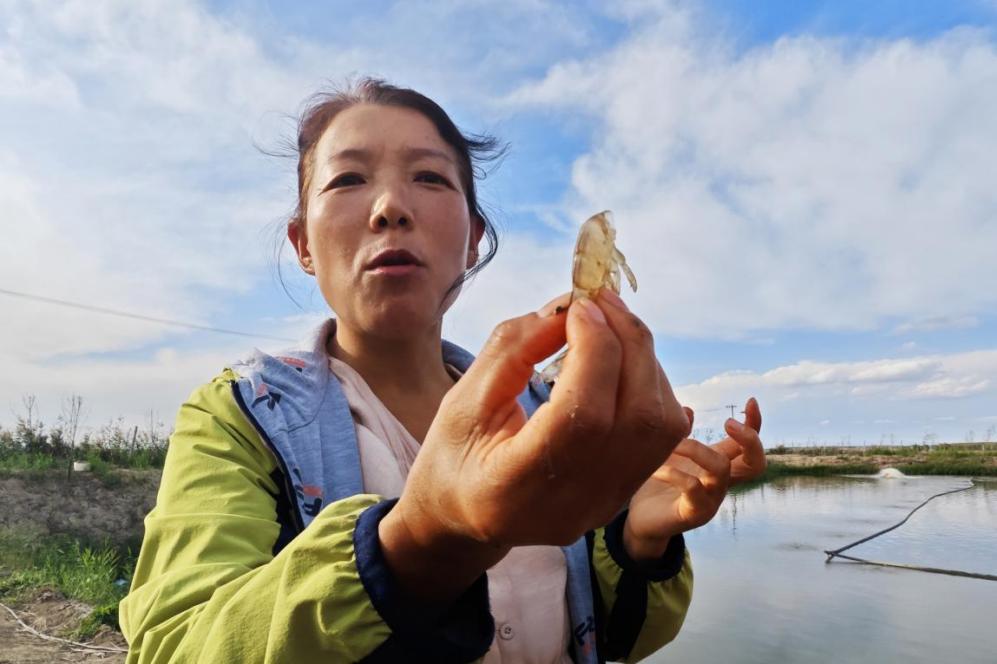 南美白对虾在乌苏“安家” 新疆海鲜丰富百姓餐桌