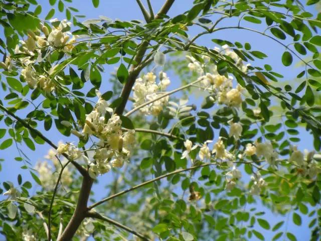 新颖的种植项目，不走寻常路一样发家致富！