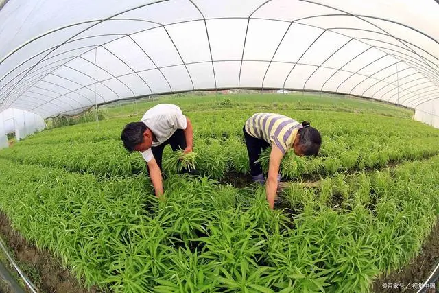 致富种植创业项目介绍_种植致富经创业项目_创业致富种植项目