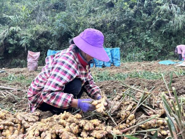 致富经农业养殖视频_林下经济养殖致富_养殖致富经2019年全集