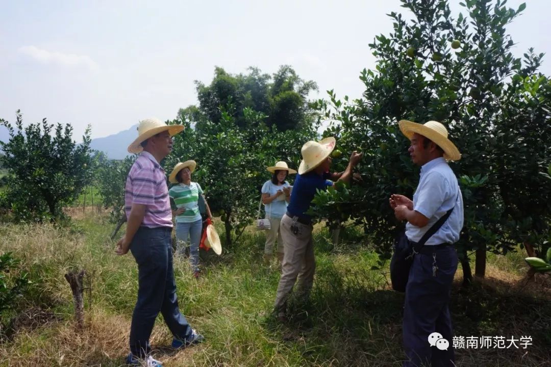 于都种植脐橙致富_于都县脐橙种植面积_于都县橙子