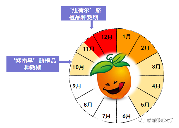 于都县橙子_于都种植脐橙致富_于都县脐橙种植面积