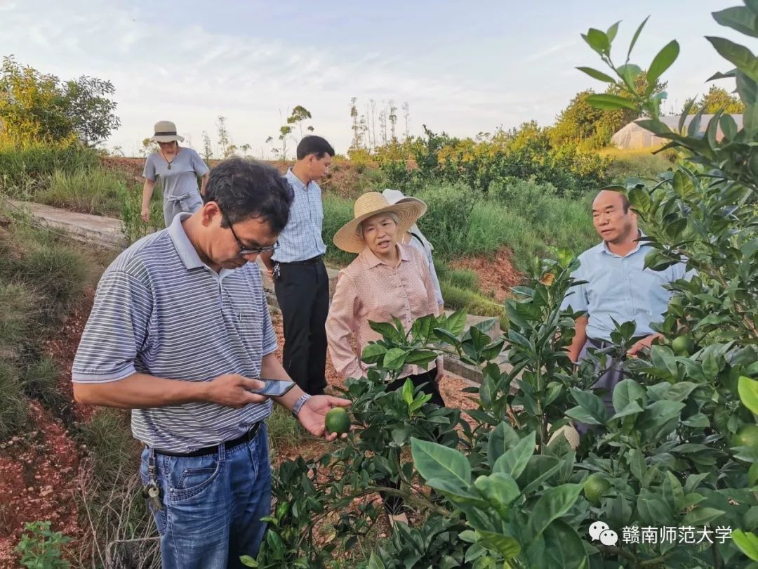 于都种植脐橙致富_于都县橙子_于都县脐橙种植面积