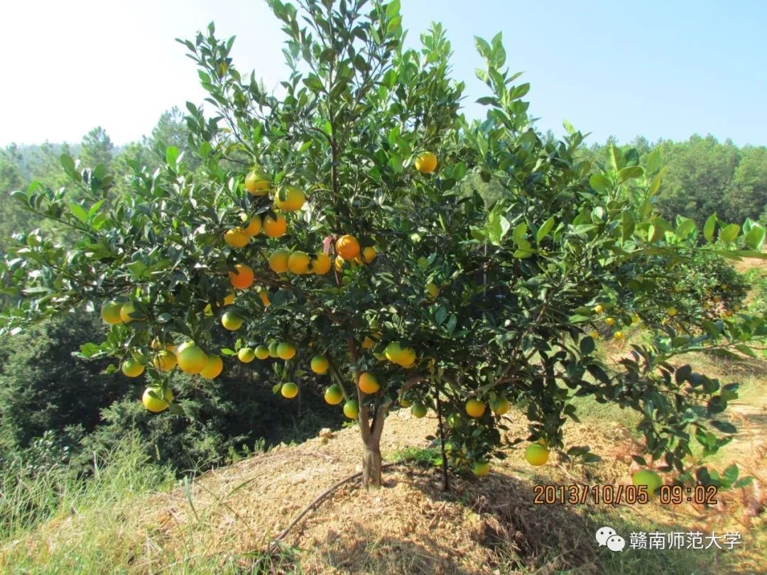 于都种植脐橙致富_于都县脐橙种植面积_于都县橙子