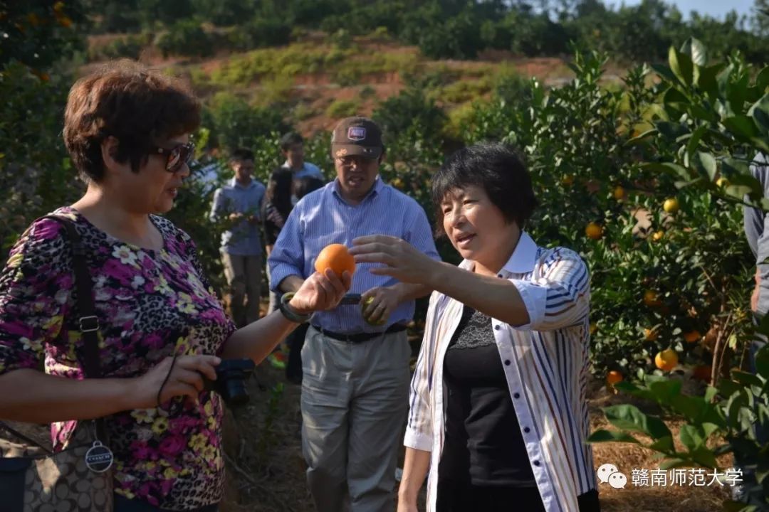 于都县脐橙种植面积_于都县橙子_于都种植脐橙致富