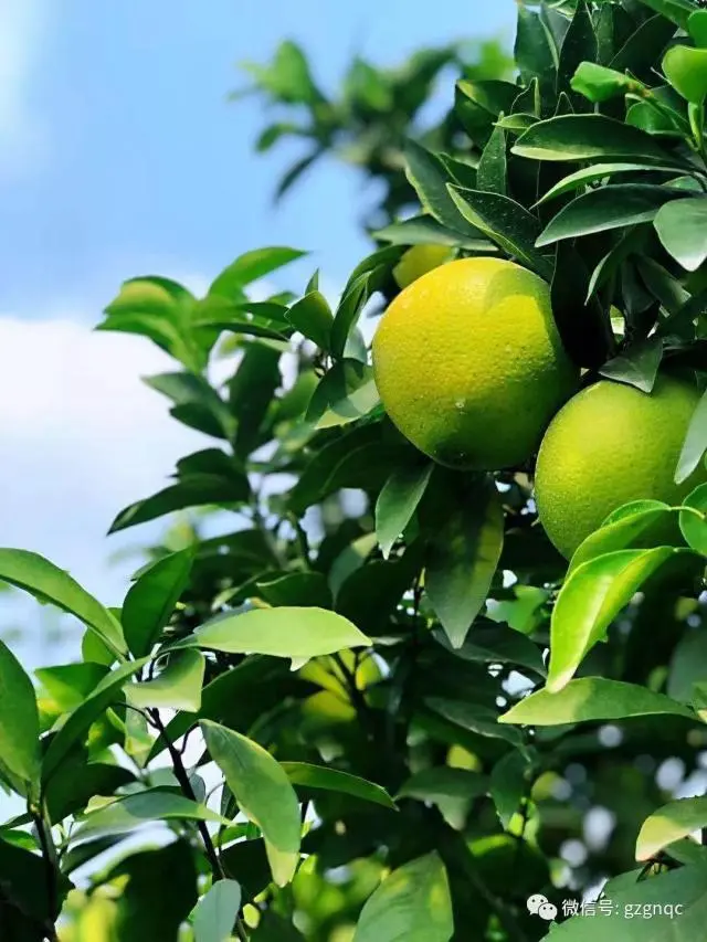 于都县橙子_于都种植脐橙致富_于都县脐橙果树种植基地