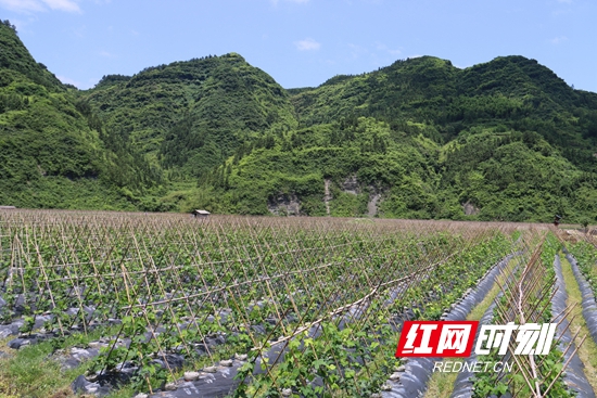 中央十七台致富经葛根种植_菜葛种植致富_葛苗种植