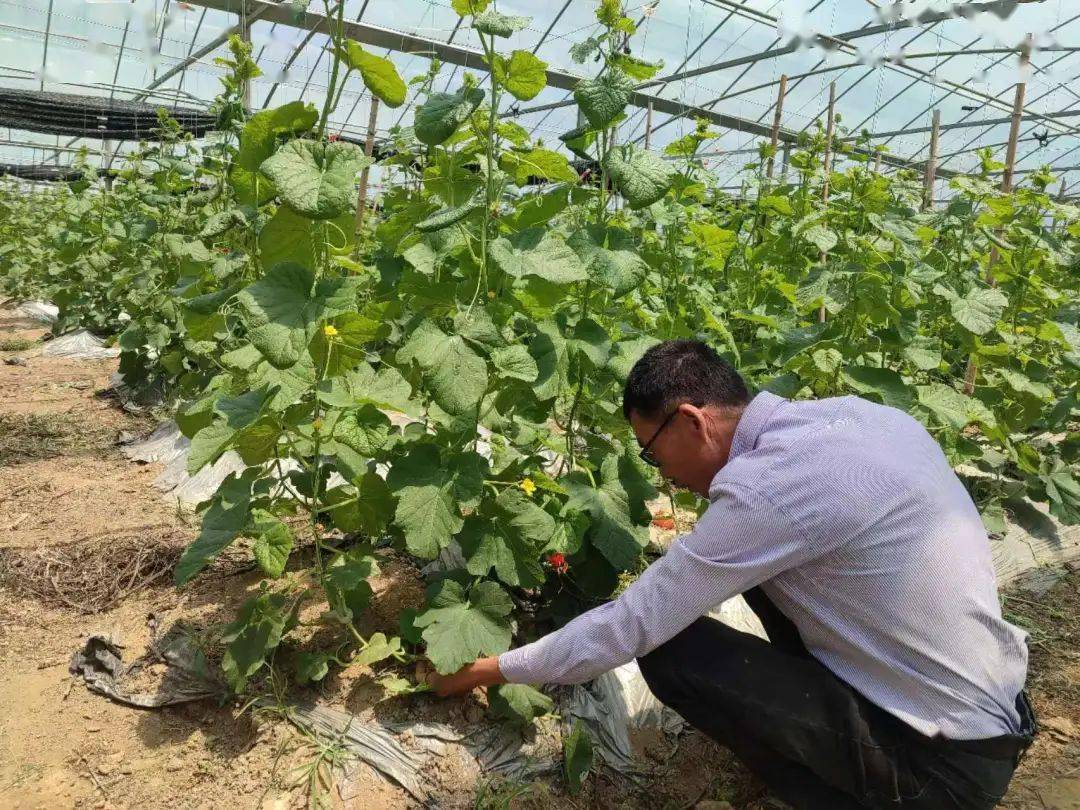 于都种植脐橙致富_于都脐橙基地_于都县脐橙果树种植基地