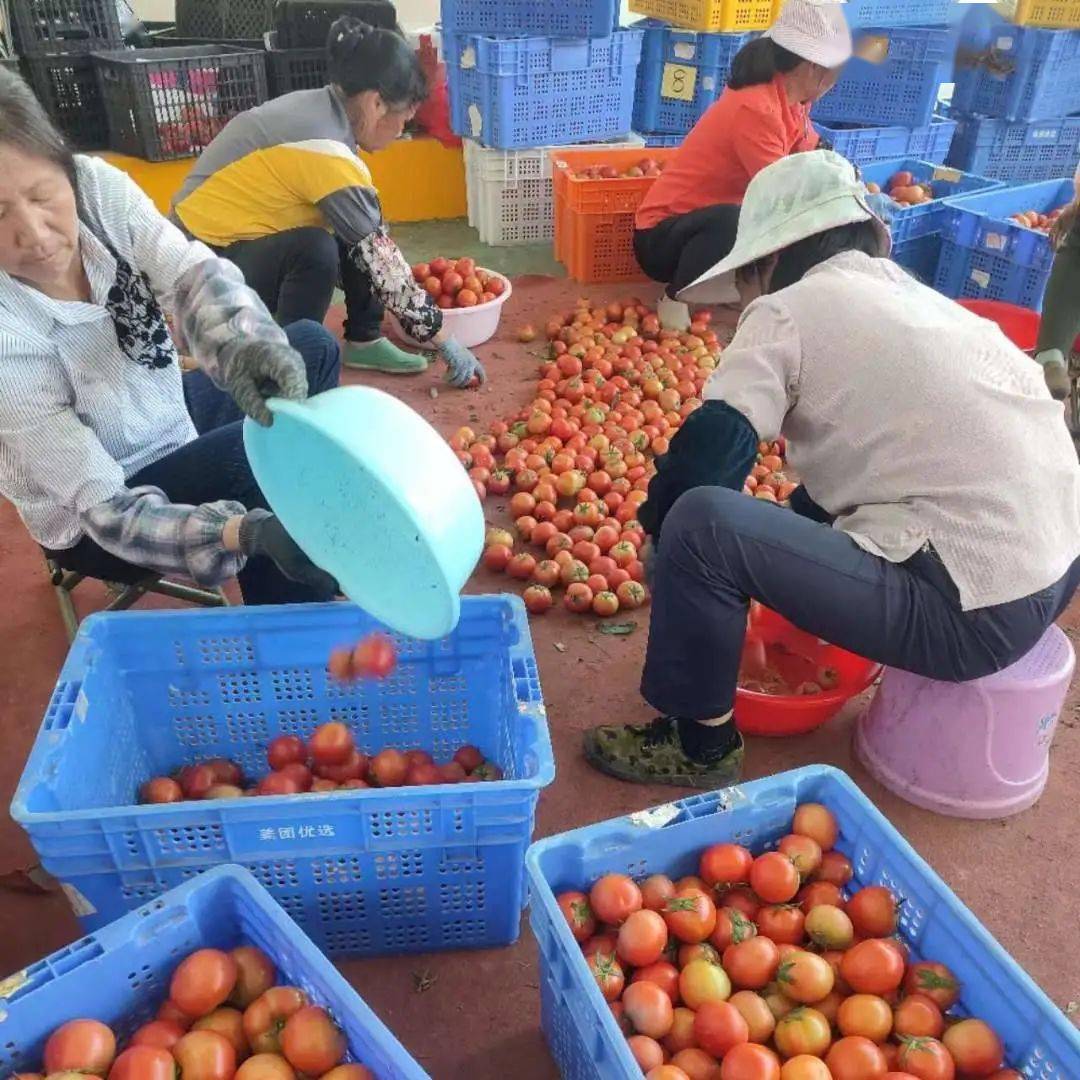 于都脐橙基地_于都种植脐橙致富_于都县脐橙果树种植基地