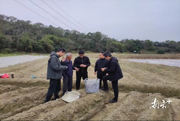 生姜春季怎么种？科技特派员现场答疑