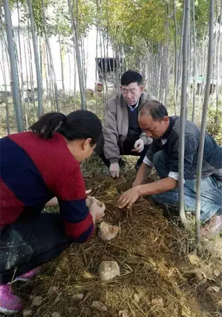 致富种植阿魏菇视频_种植阿魏菇致富_致富种植阿魏菇怎么样