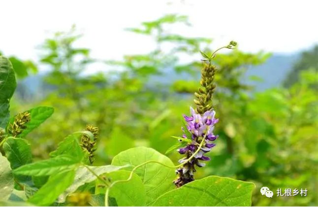 让美国人头痛的植物，在我国却有人靠种它致富，人称“千年人参”，你家乡也有