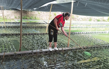 灵山县养殖_广西灵山养蛇第一村_灵山县养蛇的致富经