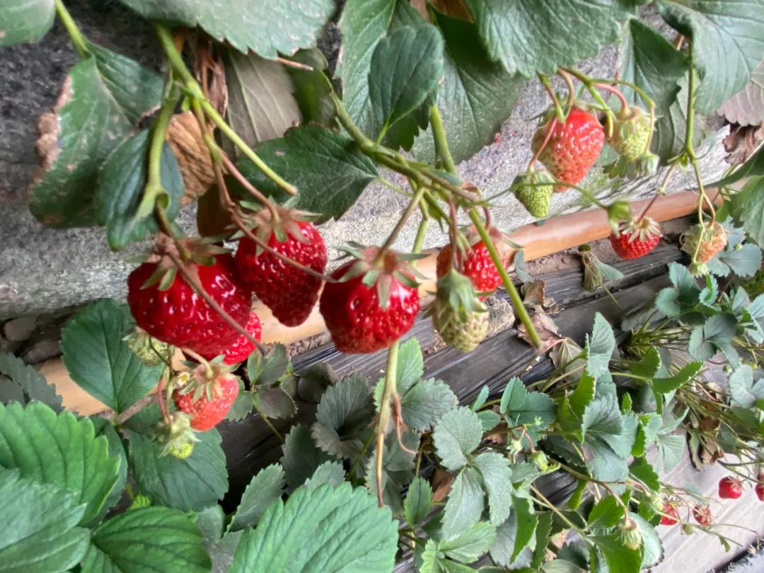 致富热经种植_致富种植什么比较赚大钱_种植致富新项目