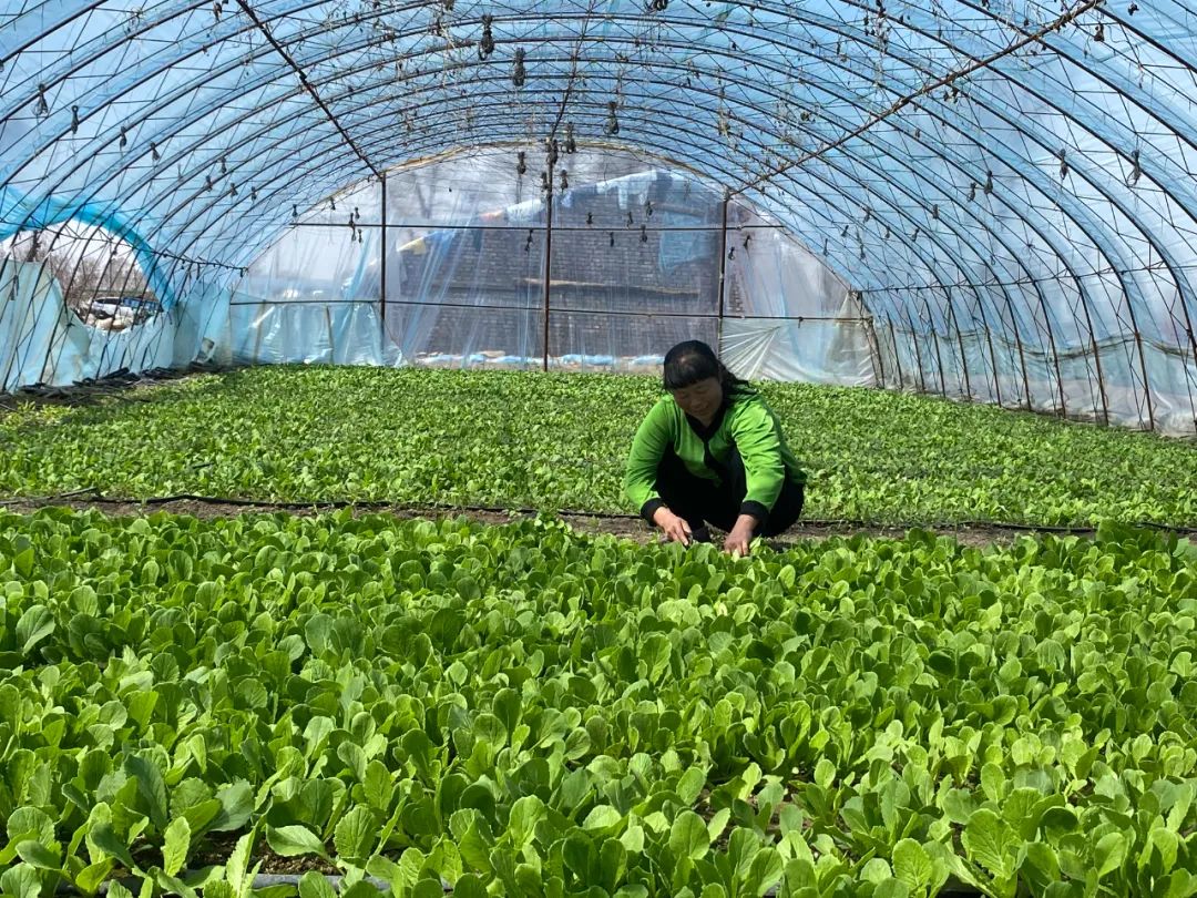 种植致富新项目_致富热经种植_致富种植什么比较赚大钱