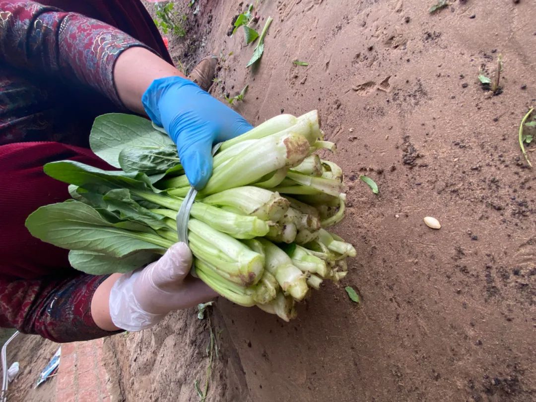 致富种植什么比较赚大钱_种植致富新项目_致富热经种植