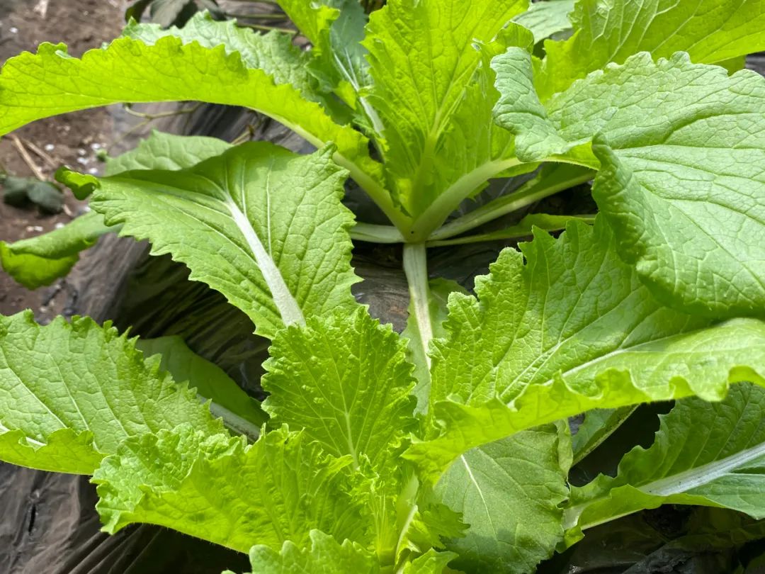 致富种植什么比较赚大钱_种植致富新项目_致富热经种植