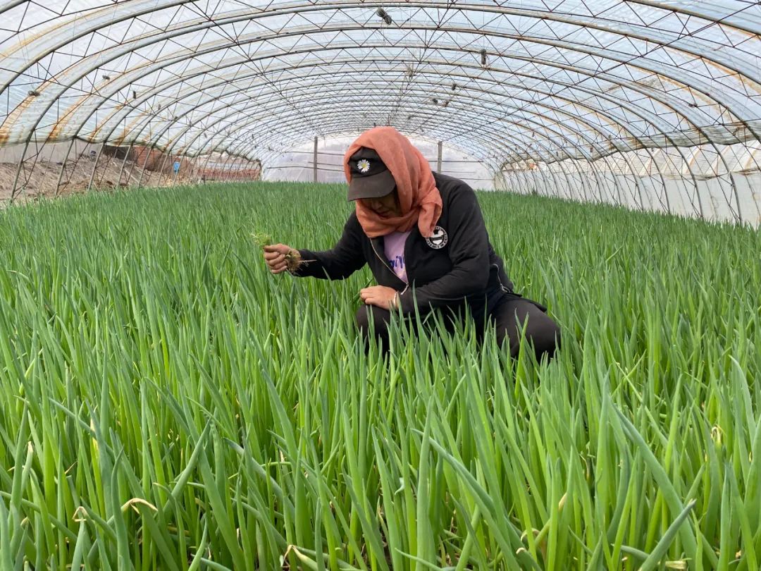 种植致富新项目_致富种植什么比较赚大钱_致富热经种植