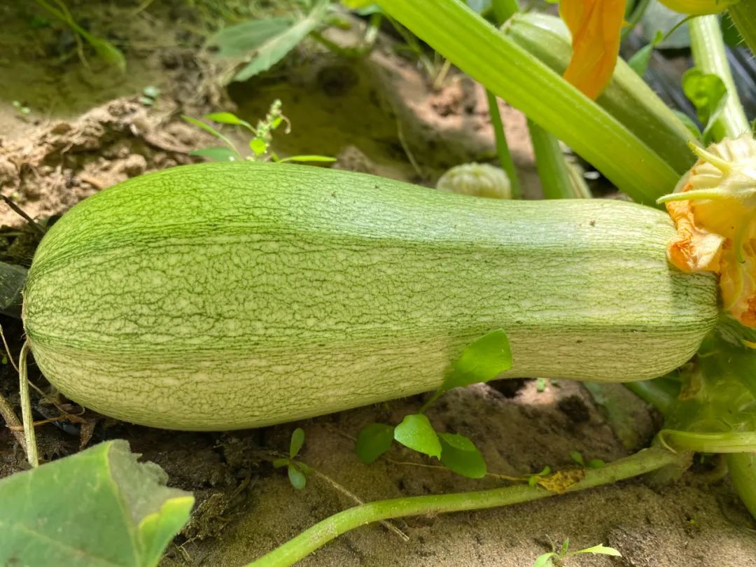 致富种植什么比较赚大钱_致富热经种植_种植致富新项目